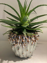 Afbeelding in Gallery-weergave laden, Aloe vera plant met pot 45cm
