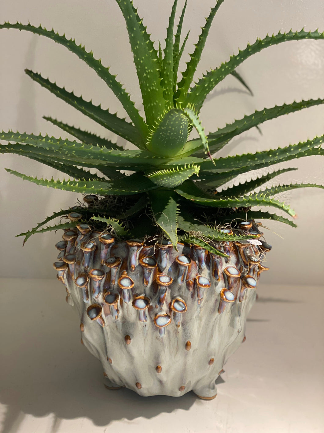 Aloe vera plant met pot 45cm